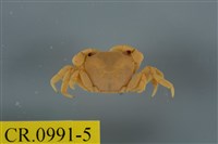 藏品(平背蜞)的圖片